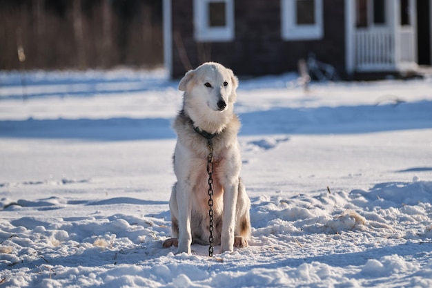 Grande cão branco na coleira senta-se na neve no inverno amarrado à corrente descansando e olhando para a distância