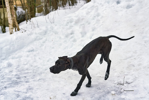 Grande cão de caça preto passeando em parque de neve