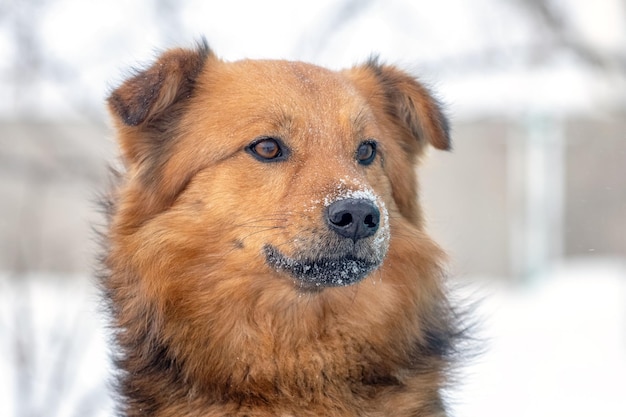 Grande cão fofo marrom com retrato de cachorro de focinho coberto de neve close-up