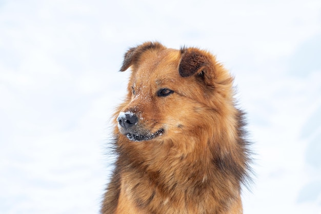 Grande cão fofo marrom com retrato de cachorro de focinho coberto de neve close-up