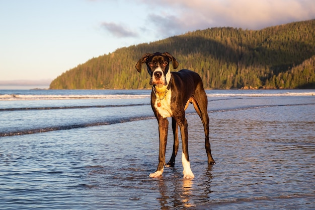 Grande cão Great Dane brincando na água na costa do Oceano Pacífico