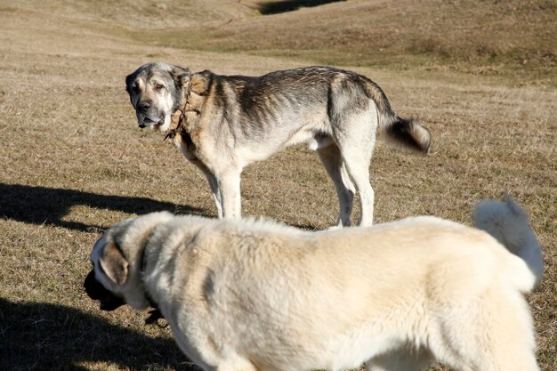 Grande cão pastor da Anatólia na natureza