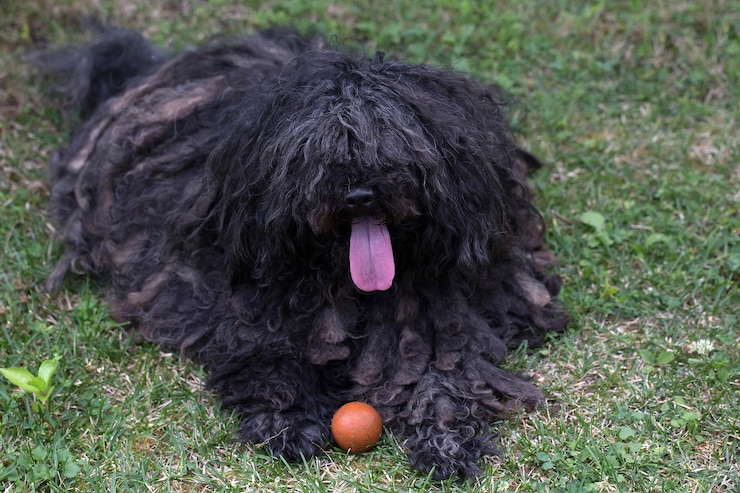 Foto grande cão preto puli