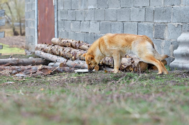 Grande cão vermelho e vadio fora da cidade comendo de uma tigela na rua Alimentando animais sem-teto