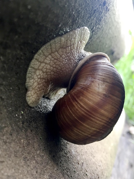 Grande caracol de jardim com casca rastejando na estrada molhada, pressa, caracol doméstico Helix consiste em comida saborosa comestível, casca enrolada para proteger o corpo. Caracol animal natural com casca de lodo pode fazer creme nutritivo