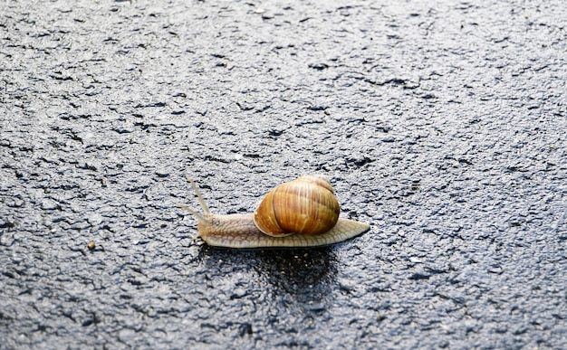 Grande caracol de jardim em concha rastejando na estrada molhada, corra para casa