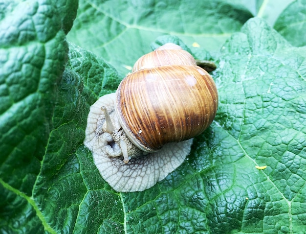 Grande caracol de jardim em concha rastejando na estrada molhada, corra para casa