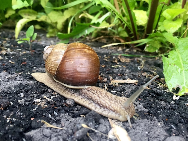 Grande caracol de jardim em concha rastejando na estrada molhada, corra para casa