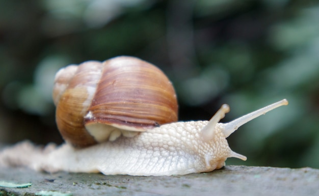 Grande caracol de jardim rastejante com uma concha listrada. um grande molusco branco com uma concha marrom listrada. dia de verão no jardim. borgonha, caracol romano com fundo desfocado. helix promatia.