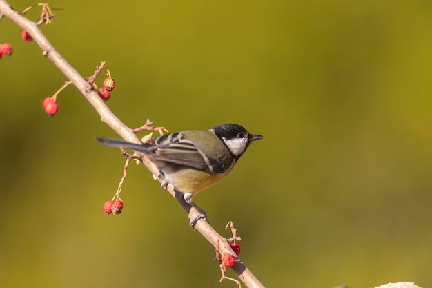 Grande chapim (Parus major) Córdoba, Espanha