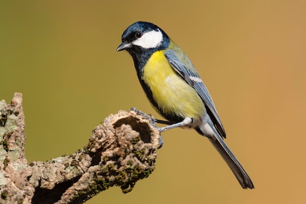 Grande chapim Parus major Málaga Espanha