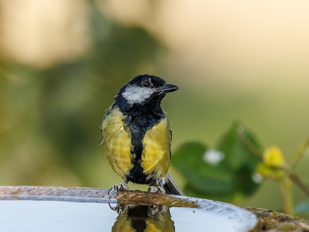 Grande chapim (Parus major).