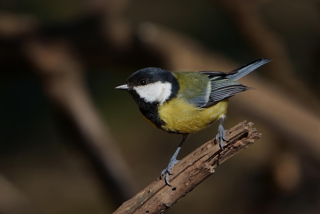 Grande chapim Parus major