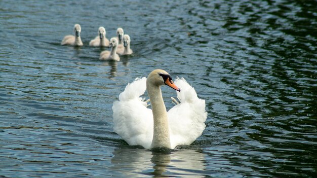 Grande cisne branco mudo cisnes jovens e cisnes em grupo de bevy baixo nível de perto