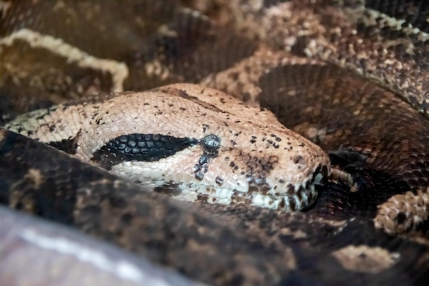 Grande cobra amarela em um terrário closeup