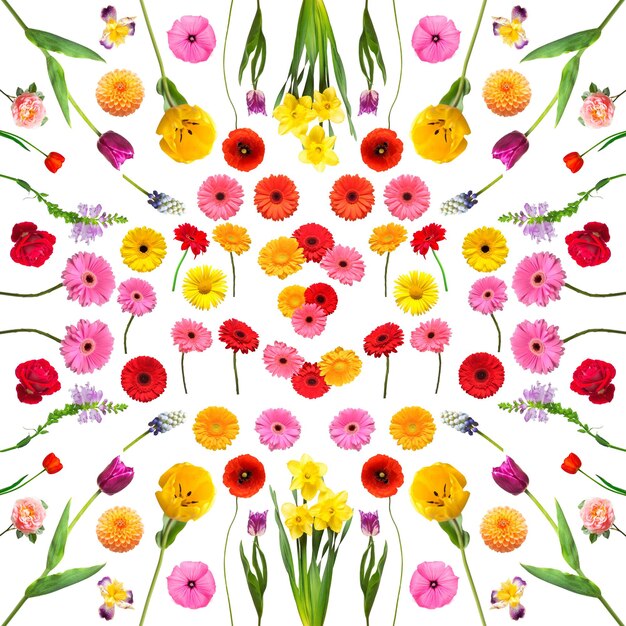 Grande coleção conjunto flores isoladas no fundo branco Composição da flora rosa tulipa gerbera muscari dália narciso margarida malva Conceito de primavera Vista superior plana leiga