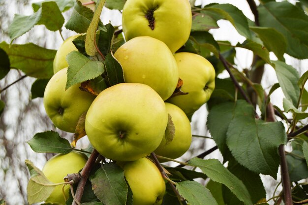Grande colheita de maçãs, maçãs verdes maduras, pendurado em um galho