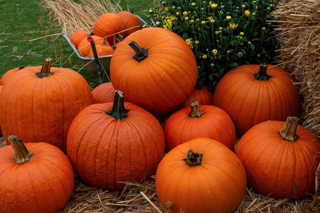 grande colheita de outono de abóboras laranjas preparação para o Halloween