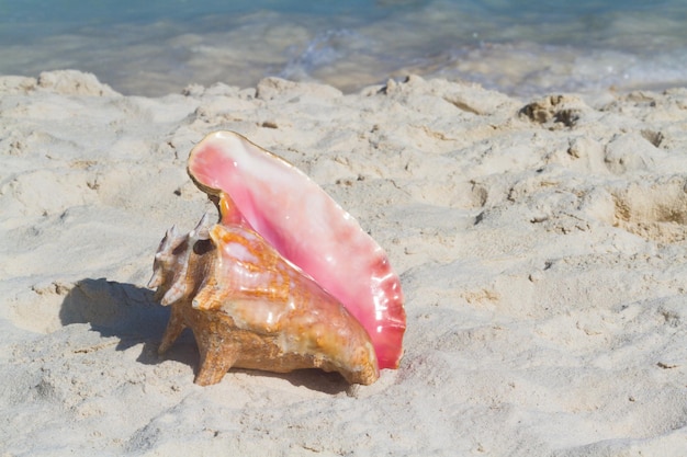 Grande concha do mar na praia.