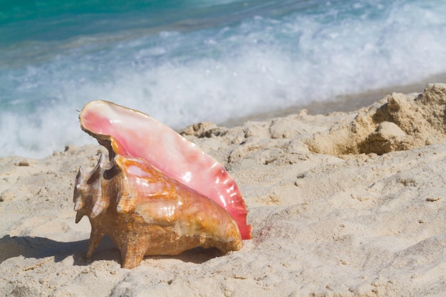 Grande concha do mar na praia.