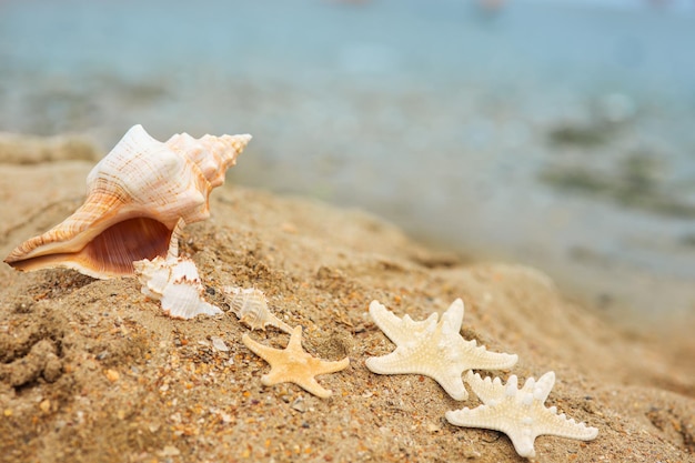 Grande concha e estrela do mar na praia