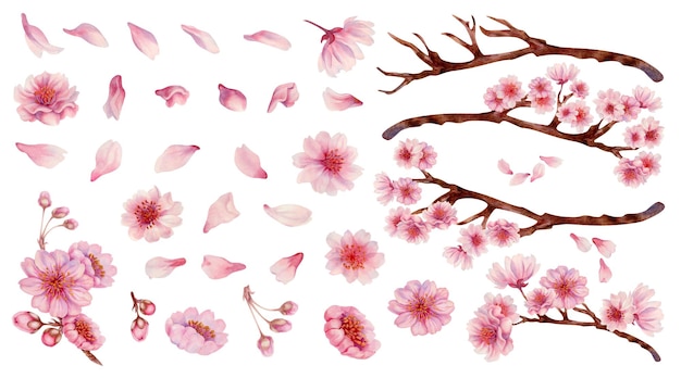 Grande conjunto de flores cor-de-rosa pétalas de cereja ramos com flores pintura de aquarela realista