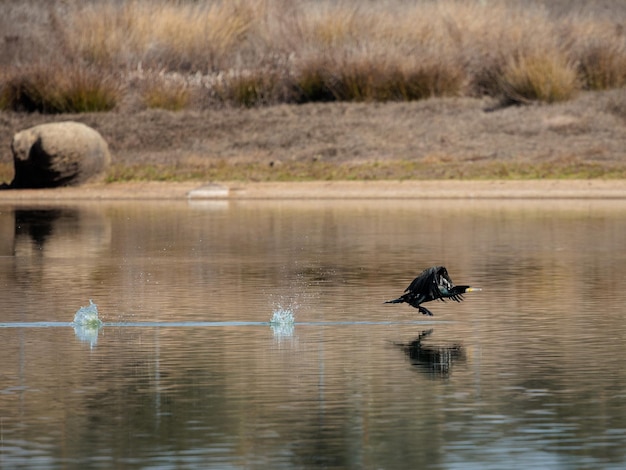 Foto grande cormorant phalacrocorax carbo