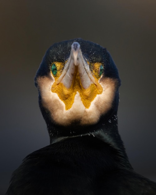 Foto grande cormorant phalacrocorax carbo