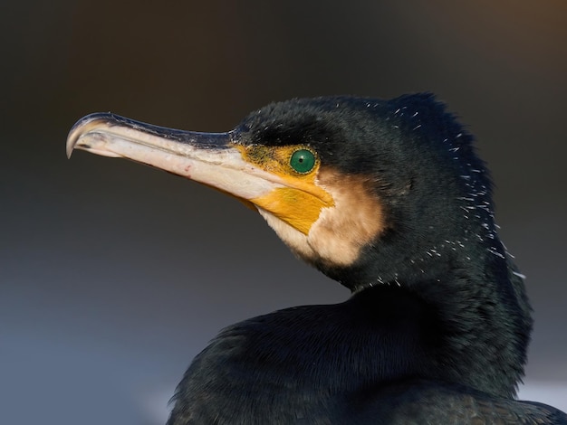 Grande Cormorant Phalacrocorax carbo