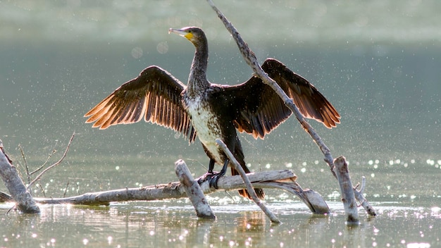 grande cormorão preto