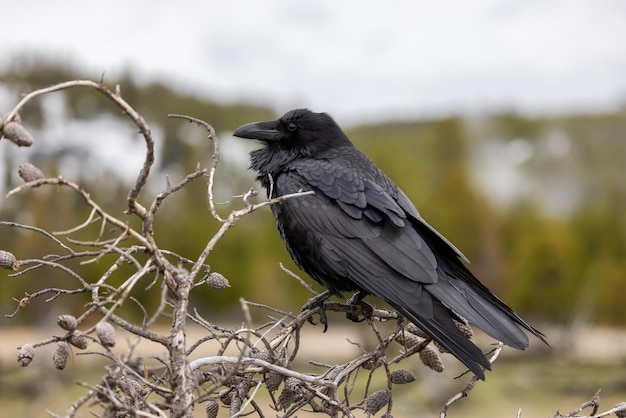 Grande corvo comum preto no parque nacional de yellowstone