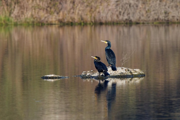 Grande corvo marinho (Phalacrocorax carbo). Par de pássaros em uma lagoa.