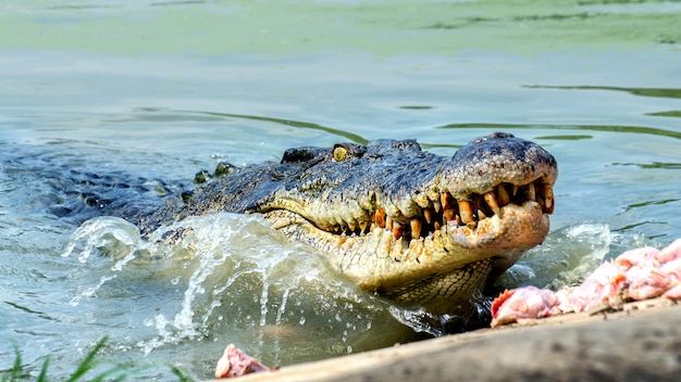 Grande crocodilo de água doce Comendo comida