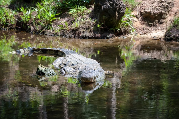 Grande crocodilo no parque nacional do quênia, áfrica