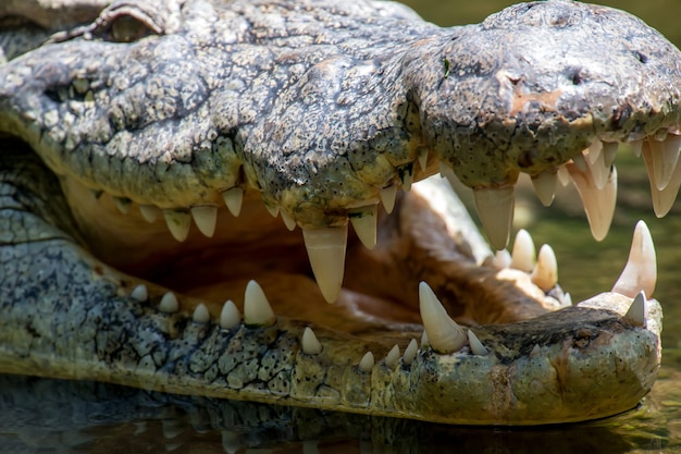 Foto grande crocodilo no parque nacional do quênia, áfrica