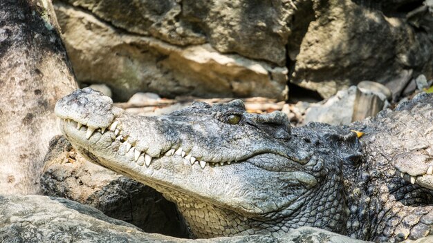 Grande crocodilo no zoológico