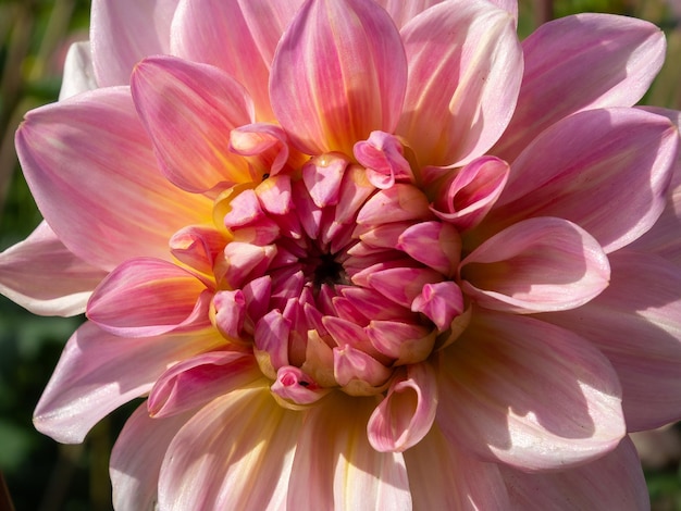 Grande Dália Rosa Salmão florescendo em um jardim em Kent