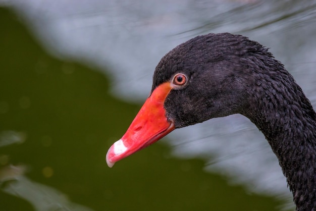 Grande e belo retrato de cisne negro de ave aquática