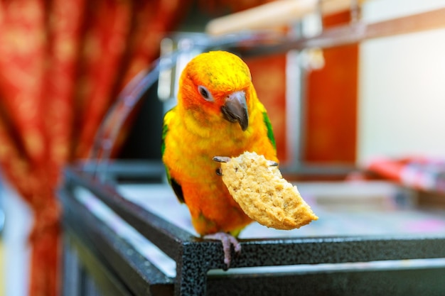 Grande e engraçado conure vermelho do sol comendo biscoitos