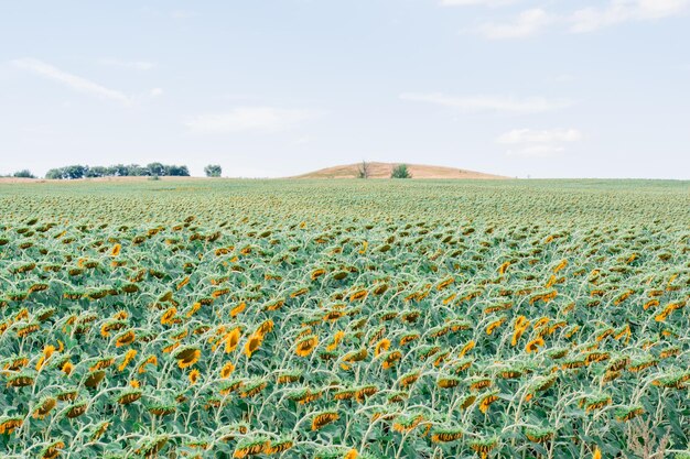 Grande e lindo campo de girassol em um dia de verão comida e colheita