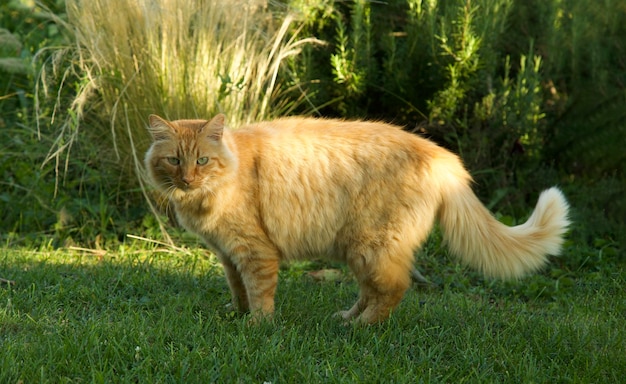 Grande e lindo gato laranja vermelho fofo na grama verde Jardim ensolarado de verão Animal de estimação feliz