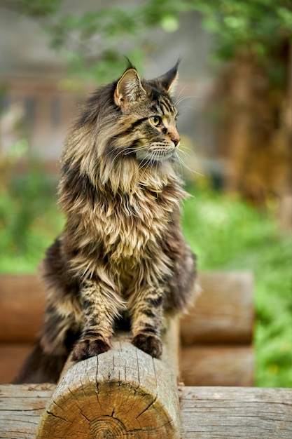 Grande e lindo gato maine coon closeup retrato gato doméstico listrado sentado no log imagem para sites de clínicas veterinárias sobre gatos para comida de gato