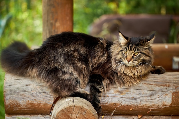 Grande e lindo gato Maine Coon fechado retrato de gato doméstico listrado sentado no log