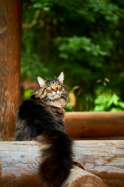 Grande e lindo gato Maine Coon no log e olhando para a câmera