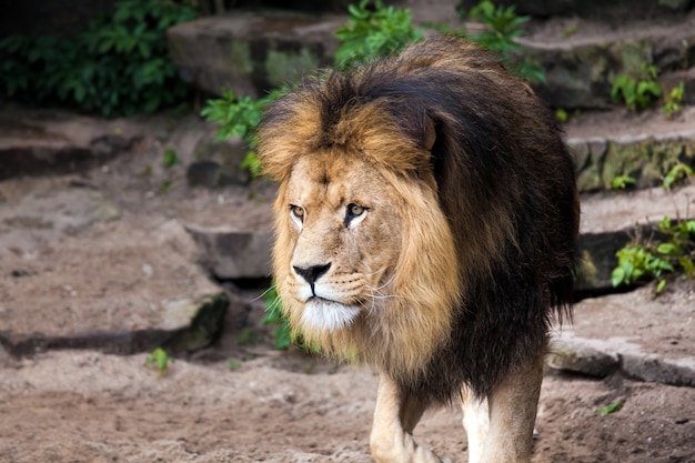 Grande e lindo leão macho no zoológico