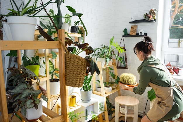 Grande echinocactus Gruzoni nas mãos de uma mulher no interior de uma casa verde com coleções de prateleiras de plantas domésticas Criador de plantas de produção doméstica admirando um cacto em uma panela