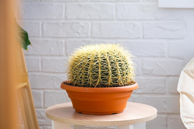 Grande echinocactus Gruzoni no interior contra o fundo de uma parede de tijolos brancos