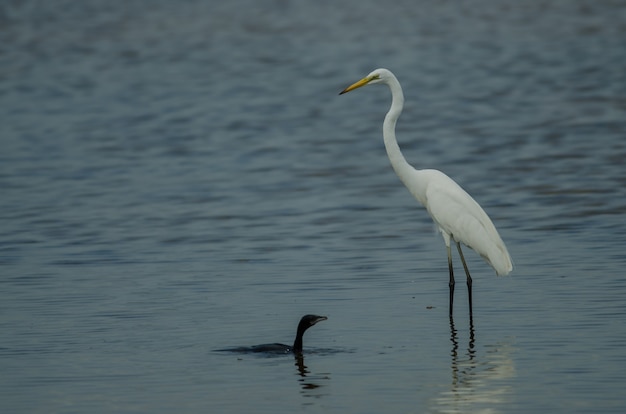 Grande, egret, ficar, em, um, raso, riacho, e, pequeno, cormorant