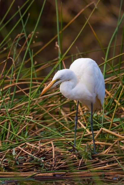 Grande Egret Kruger National Park África do Sul