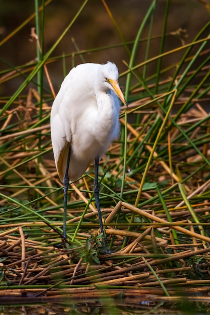 Grande Egret Kruger National Park África do Sul